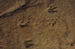 Sataflia Dinosaur Footprints